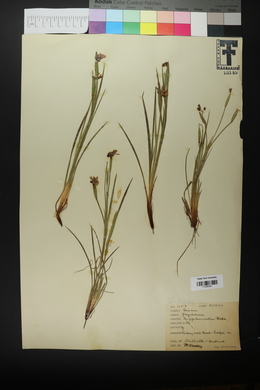 Sisyrinchium demissum image