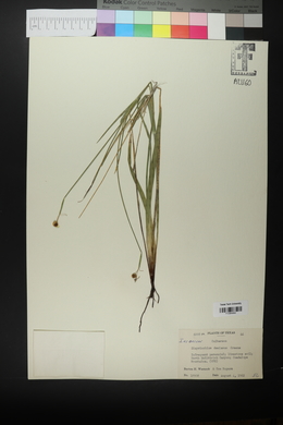 Sisyrinchium demissum image