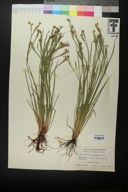 Sisyrinchium ensigerum image