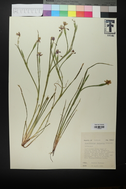 Sisyrinchium ensigerum image