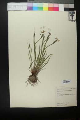 Sisyrinchium pruinosum image