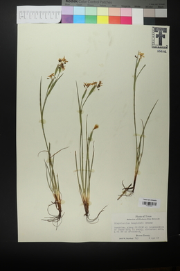 Sisyrinchium langloisii image