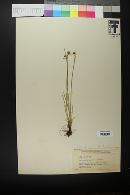 Sisyrinchium alpestre image