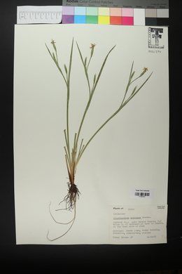 Sisyrinchium montanum image