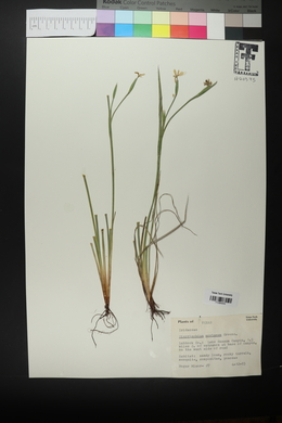 Sisyrinchium montanum image