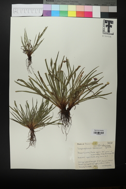 Sisyrinchium montanum image