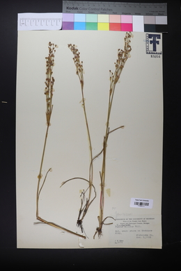 Juncus alpinoarticulatus image