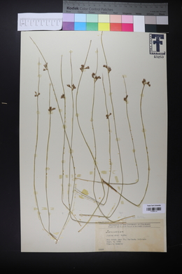 Juncus balticus subsp. ater image