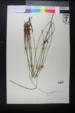 Juncus coriaceus image