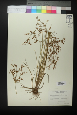 Juncus diffusissimus image