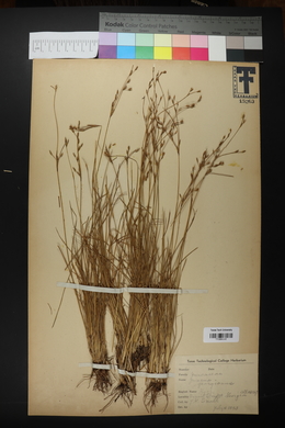 Juncus georgianus image