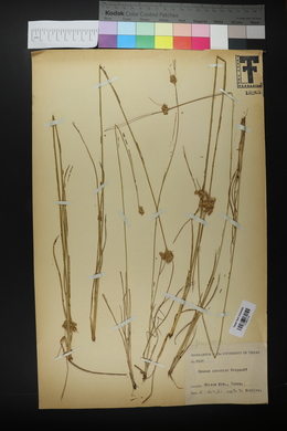 Juncus interior image