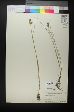 Juncus nodosus image