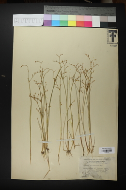 Juncus pelocarpus image