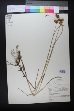 Juncus scirpoides image