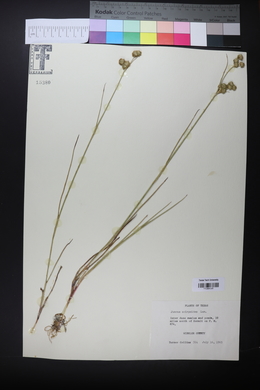 Juncus scirpoides image