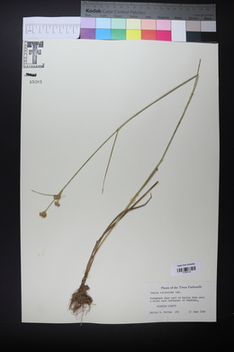 Juncus scirpoides image