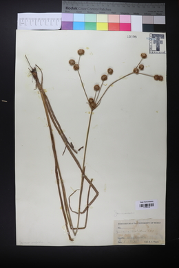 Juncus validus image