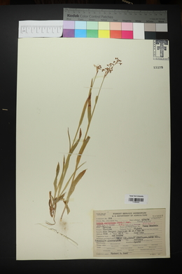 Luzula parviflora image