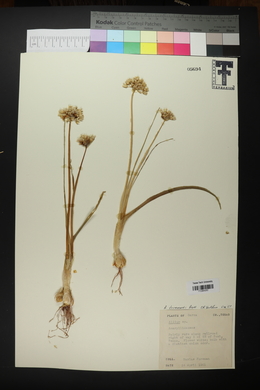 Allium drummondii image