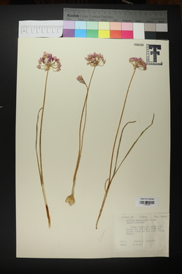 Allium drummondii image