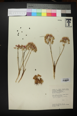 Allium drummondii image