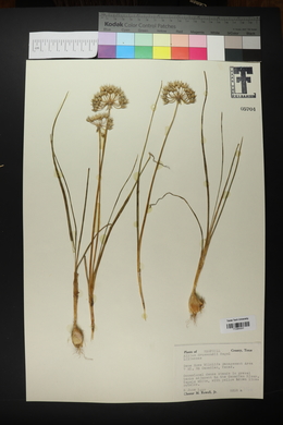 Allium drummondii image