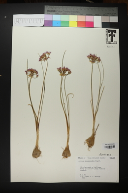 Allium drummondii image