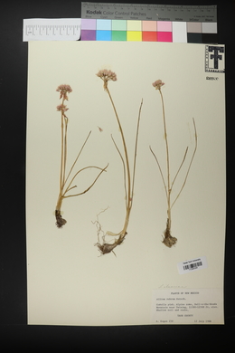 Allium geyeri image