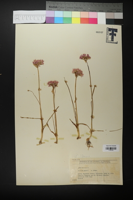 Allium geyeri image