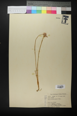 Allium geyeri image