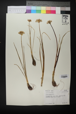 Allium geyeri image