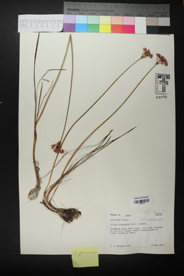 Allium rhizomatum image