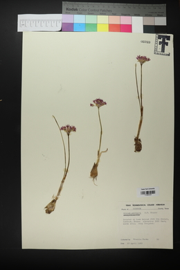 Allium perdulce image