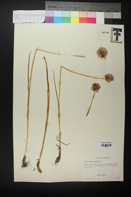 Allium schoenoprasum image