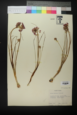 Allium stellatum image