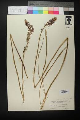 Camassia scilloides image