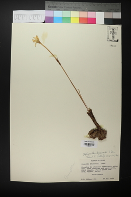 Zephyranthes drummondii image