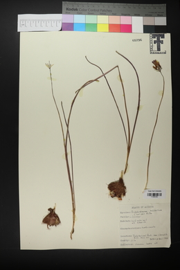 Dichelostemma congestum image