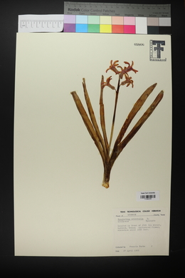 Hyacinthus orientalis image