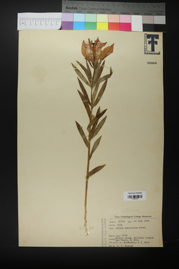 Lilium umbellatum image