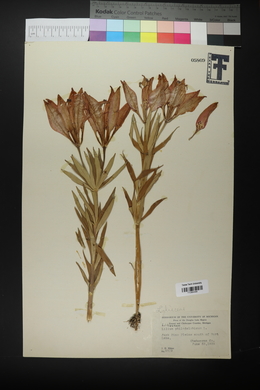 Lilium philadelphicum image