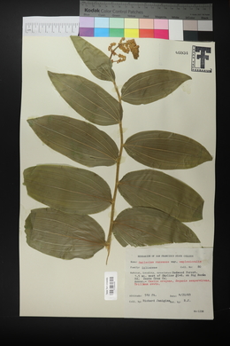 Maianthemum racemosum subsp. amplexicaule image