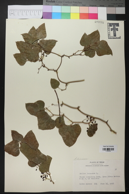 Smilax bona-nox image