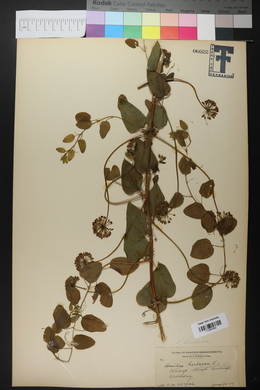 Smilax herbacea image