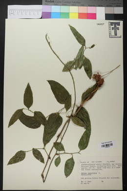 Smilax laurifolia image