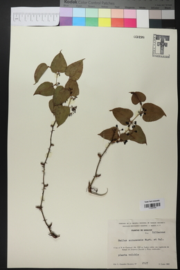 Smilax moranensis image