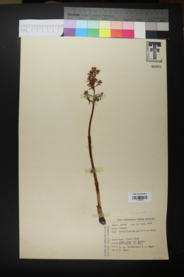 Corallorhiza maculata var. maculata image