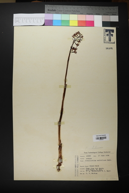 Corallorhiza maculata var. maculata image