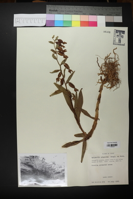 Epipactis gigantea image